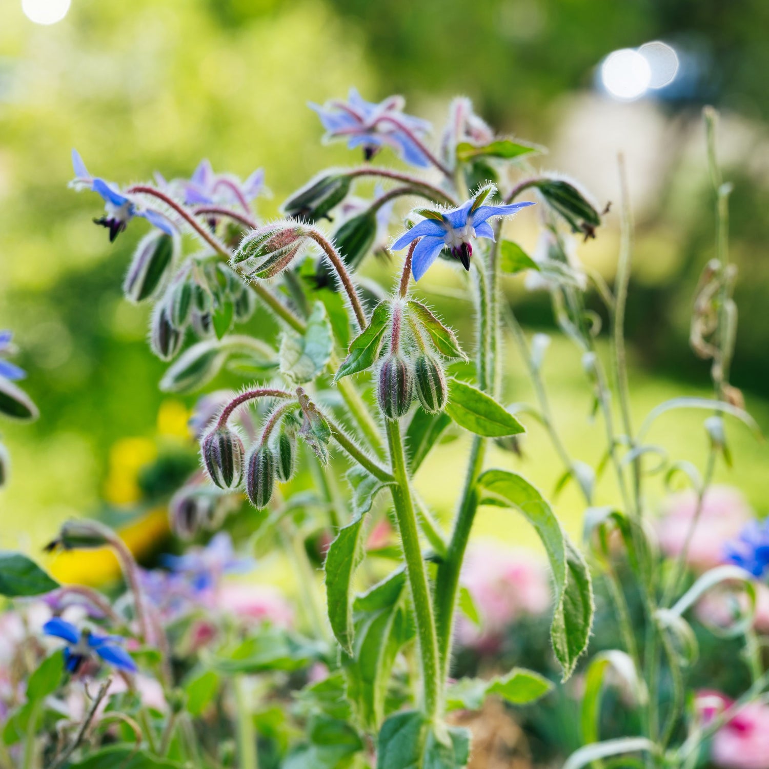 Borage seed oil is an abundant source of gamma linoleic acid benefits for hair follicle health