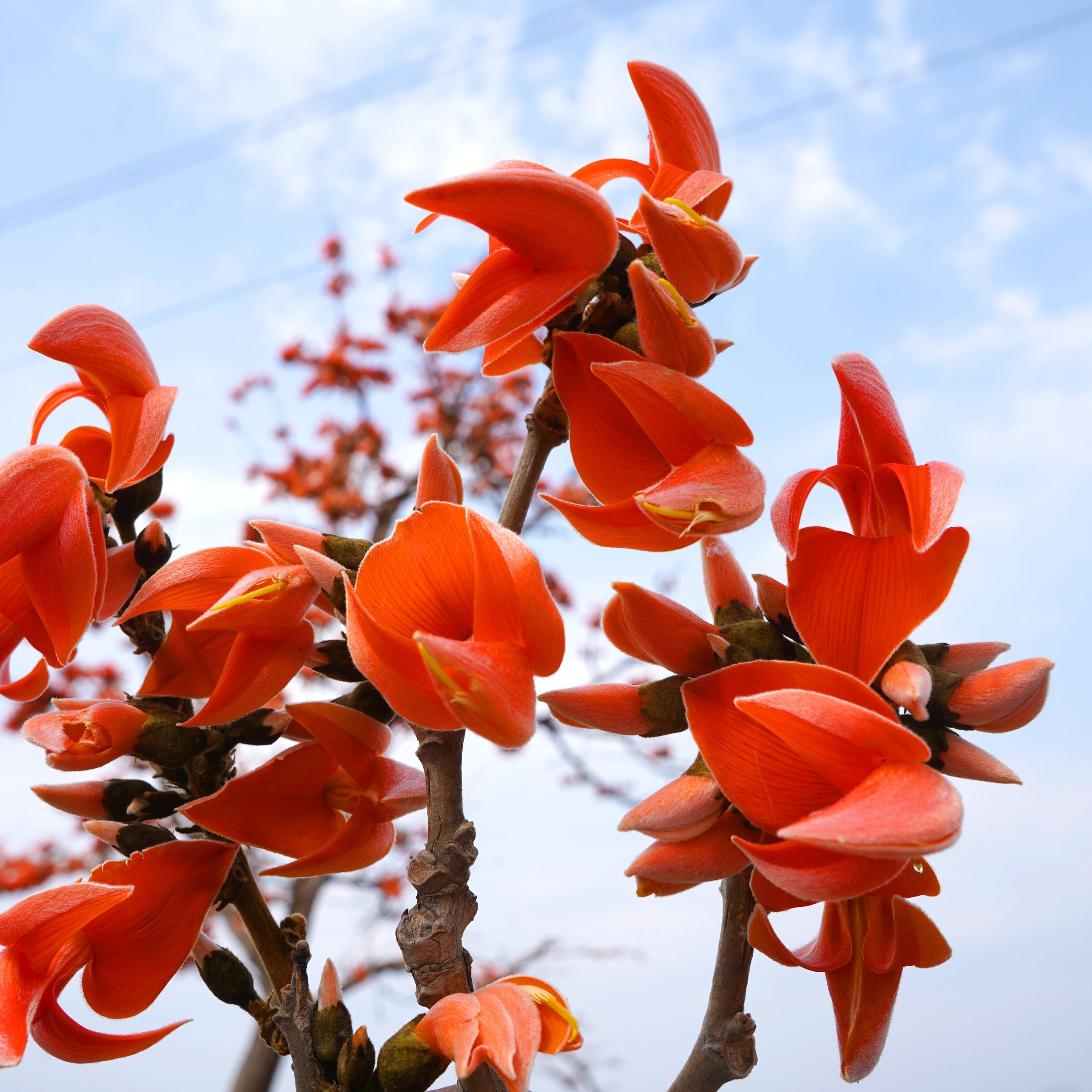 Tesu Flower Tesu Flower aka Butea Parviflora for Hair Loss May Offer New Hope for ...