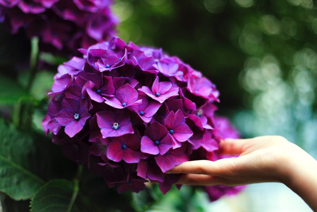 The hydrangea plant extract may offer a natural form of treatment to help control hair loss.