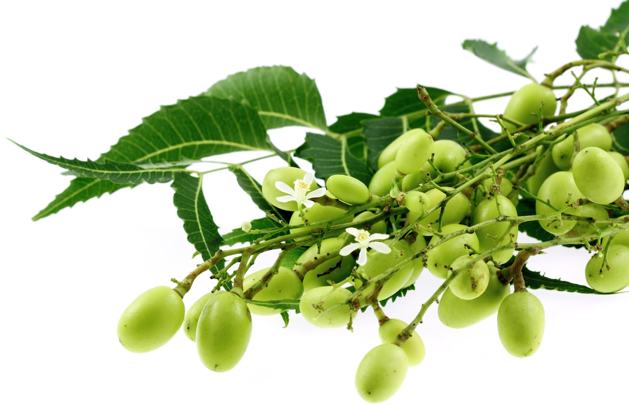 Neem hair oil offers cleansing and softening properties