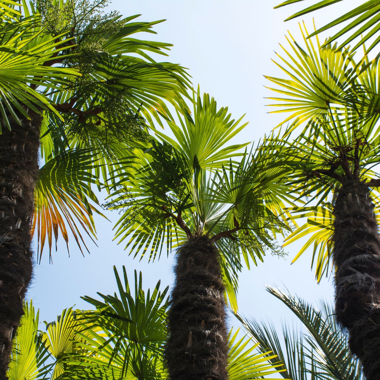 Saw palmetto extract is taken from the fruit of the plant. Recent interest in saw palmetto hair growth connections investigates how this plant extract may improve hair health.