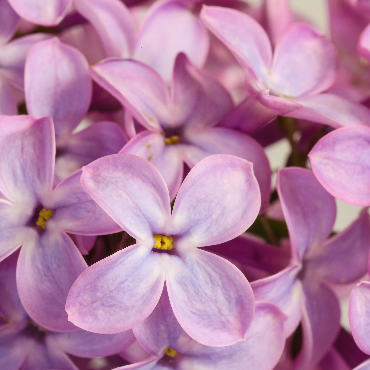 Syringa Oblata for Hair Growth, Hair Health: Benefits, Studies