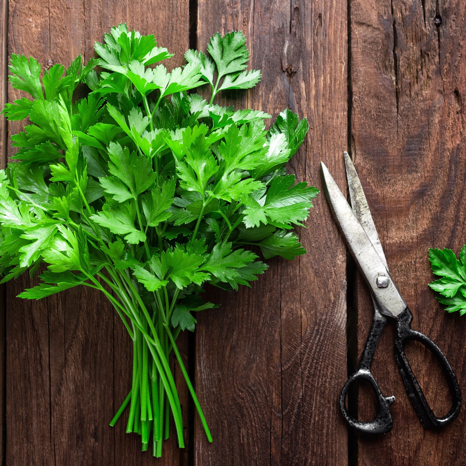 As a bioflavenoid, apigenin is also found abundantly in parsley. Apigenin for hair growth helps to prevent cellular death of the catagen stage in follicles